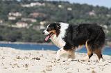 BERGER AUSTRALIEN 397